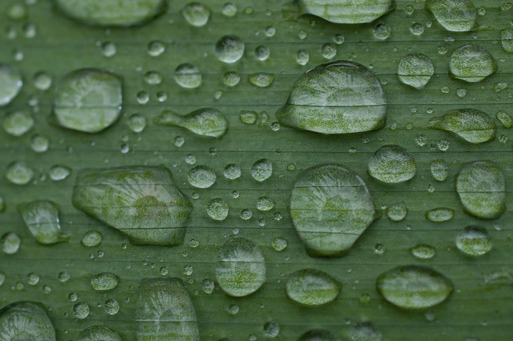 leaf, rain drops, water drops-7225683.jpg